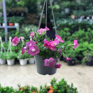 BẦU CÂY DẠ YẾN THẢO THƠM RỦ ĐẸP MIX ĐỦ MÀU
