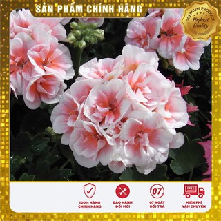 Hạt Giống Hoa Phòng Lữ Thảo F1 LUCKY -10 hạt