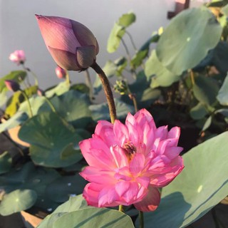 100 hạt sen Cung đình
