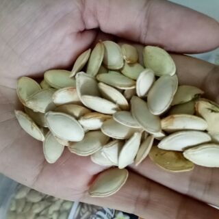 Hạt bí nếp điện biên