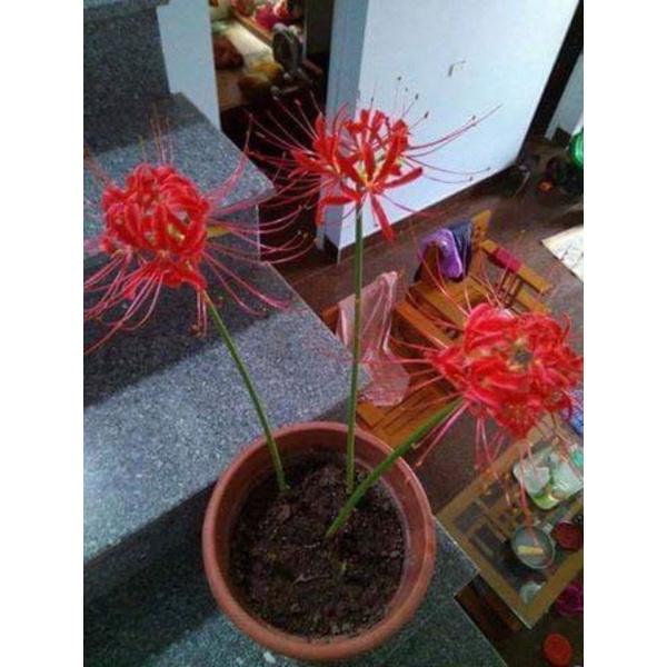 1 củ Hoa Bỉ Ngạn  to