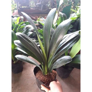 Cây Lan quân tử( hình thật ảnh 2,3)