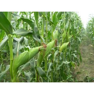 Hạt Giống Bắp Mỹ F1 (Sieu Lợi Nhuận) gói 5gr