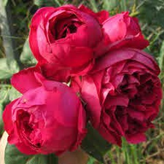 Hoa hông ngoại Red Eden