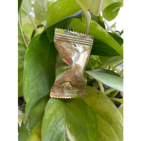 [Tết 2022]Socola tươi Nama Truffle hảo hạng hộp 66 viên