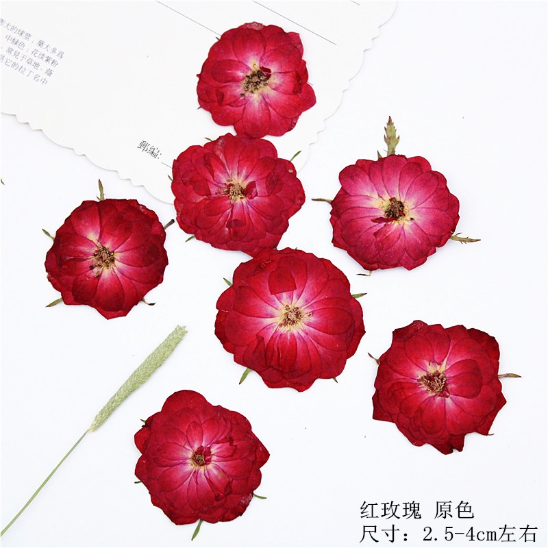 Bộ 8 Bông Hoa Hồng Dập Nổi Bằng Chất Liệu Herbarium Dùng Để Trang Trí DIY