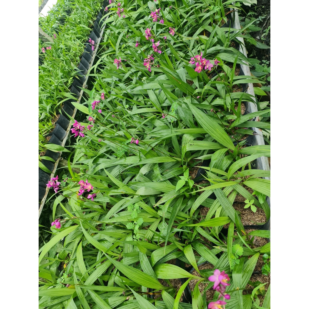 CÂY GIỐNG HOA ĐỊA LAN TÍM ,, Hoa giống, dễ trồng GIÁ RẺ, nở quanh năm, Cây Tươi Nguyên CTN0590