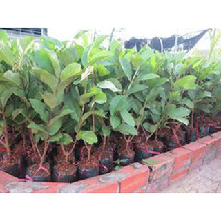 Cây giống ổi không hạt ruột đỏ