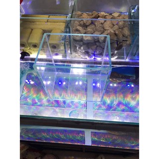 Hồ cá betta dán dấu keo