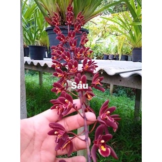 Hoa Lan kiếm thái sỉ 5k( set 5 cây )