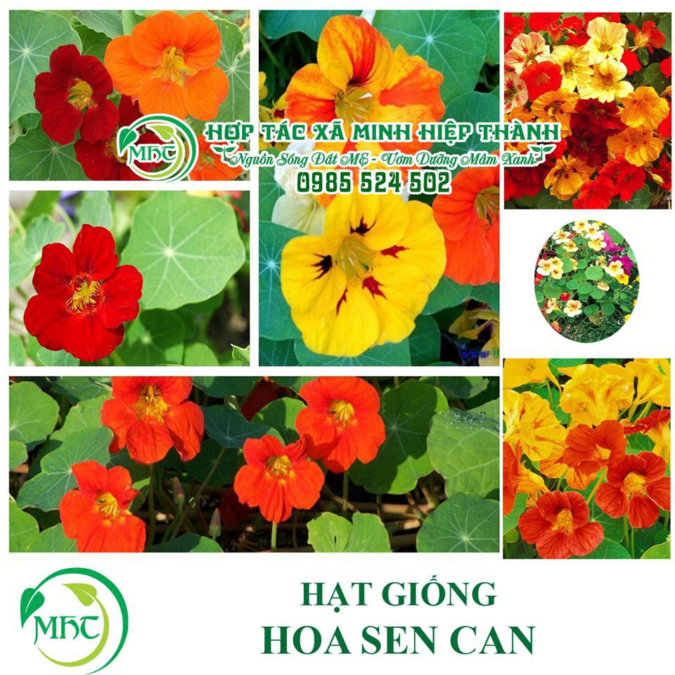 Hạt giống hoa sen cạn