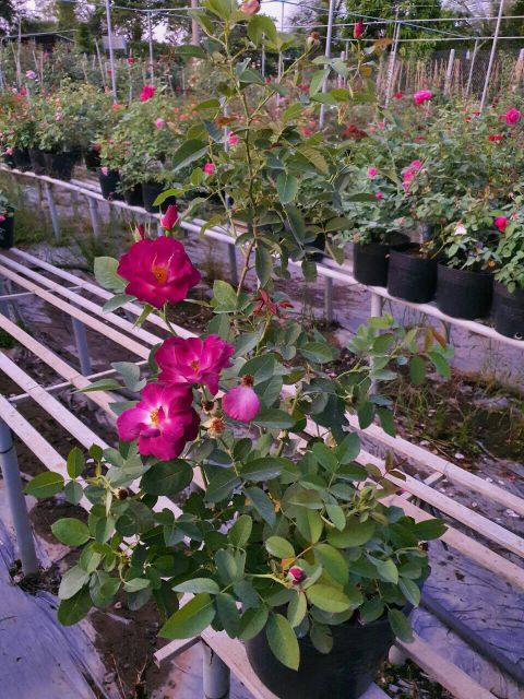 Hồng leo ngoại Night Owl