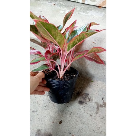 Cây Phú Quý 14k /bầu