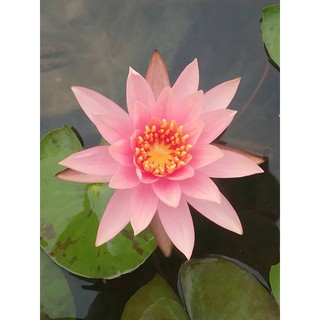 Cây Hoa súng Thái Lan màu cà rốt Đ-02