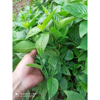 4 Cây lá cẩm tím, đỏ ( bầu to nhiều nhánh)