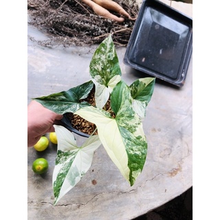 syngonium albo trầu bà