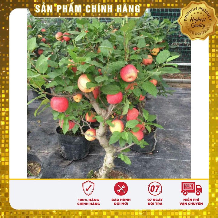 Hạt Giống Táo Đỏ Lùn LUCKY SEEDS -10 hạt (kèm thuốc kích mầm)