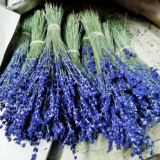Hoa khô lavender