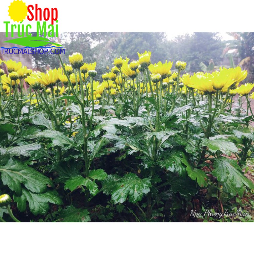 CÂY HOA CÚC VÀNG CHƠI TẾT