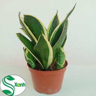 Phân Bón Cây Cảnh (Combo-01)