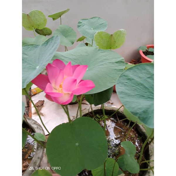 Sen tứ Quý bốn mùa An Yên