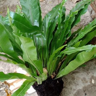 Cây tổ quạ, ráng ổ phụng, tổ chim loại lớn