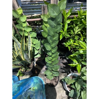 tắc kè thái lá lớn