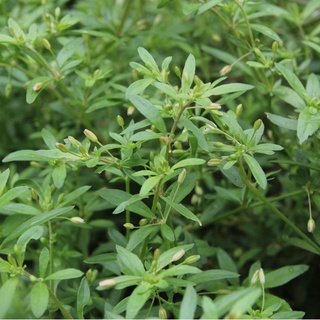 Hạt giống rau đắng đất -