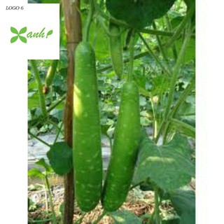 [GIÁ GỐC] Hạt giống bầu sao quê quả dài - 10 hạt