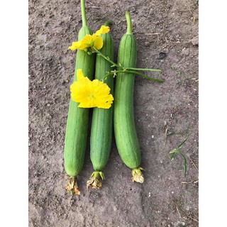 Hạt Giống Mướp Hương Rado 39 gói 1gr, năng suất cao, dễ trồng, dễ vận chuyển, trồng quanh năm