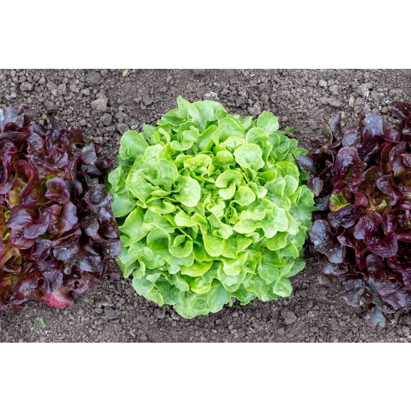 Hạt giống xà lách sồi Bauer