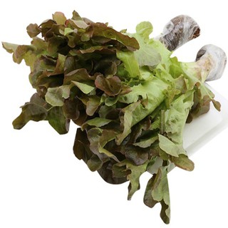Hạt giống xà lách Oakleaf (Sồi tím) gói 2gr
