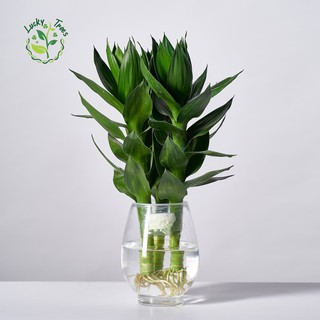 Phát Tài Búp Sen May Mắn, Tài Lộc (CẢ CHẬU)
