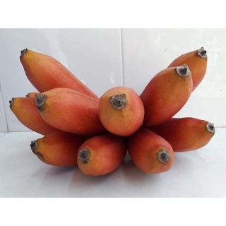 Cây giống chuối đỏ cấy mô siêu sớm (chẩn giống cây trồng)
