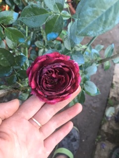 (Cây thật ) Hoa Hồng ngoại Frince