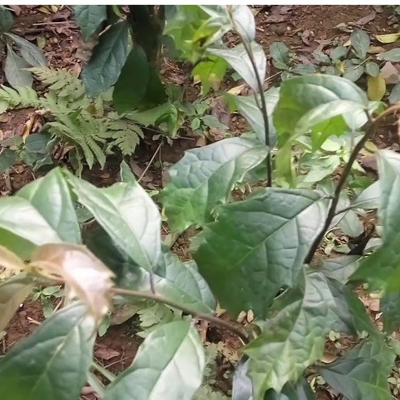 Xạ đen Hoà Bình thượng hạng JINDO 1kg phòng chống ungthu và tốt cho gan