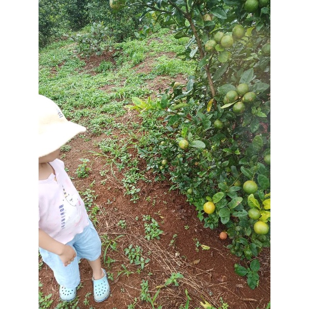 CHANH SẠCH CHUẨN HỮU CƠ  1KG