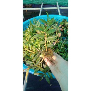 Lan phi điệp giống