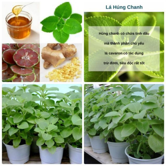 Hói 50 Hạt giống Rau Thơm Lùn  luckyseed hạt siêu rẻ