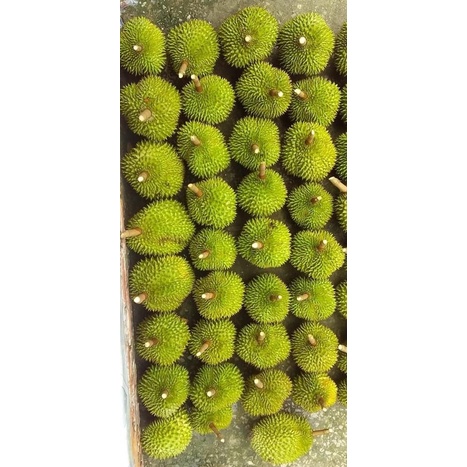 Sầu Riêng 6 Ri ( Cơm Sầu Riêng)