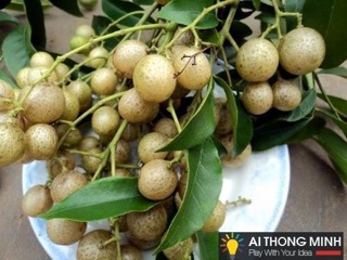 Hạt mắc mật khô 1kg