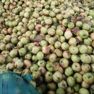 1kg táo mèo khô ( trà sơn tra)
