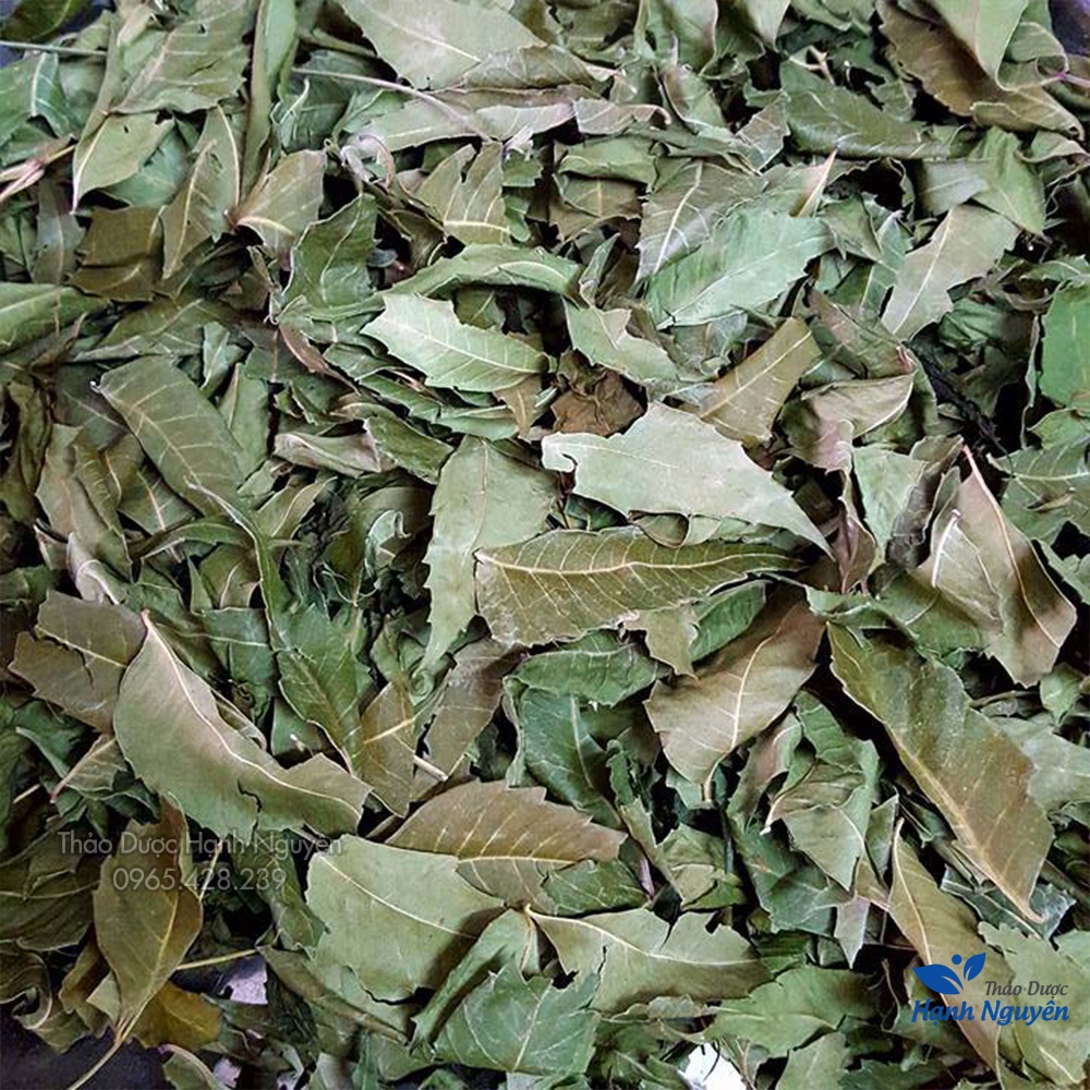 Lá neem khô Ấn Độ 500g (Lá xoan kháng khuẩn, ổn định đường huyết) - Thảo Dược Hạnh Nguyên