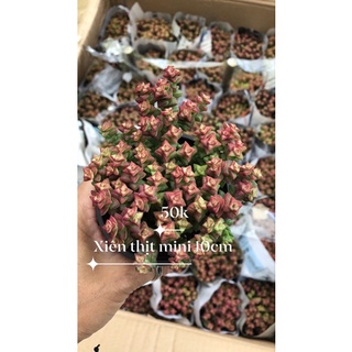 Sen đá Xiên Thịt các loại