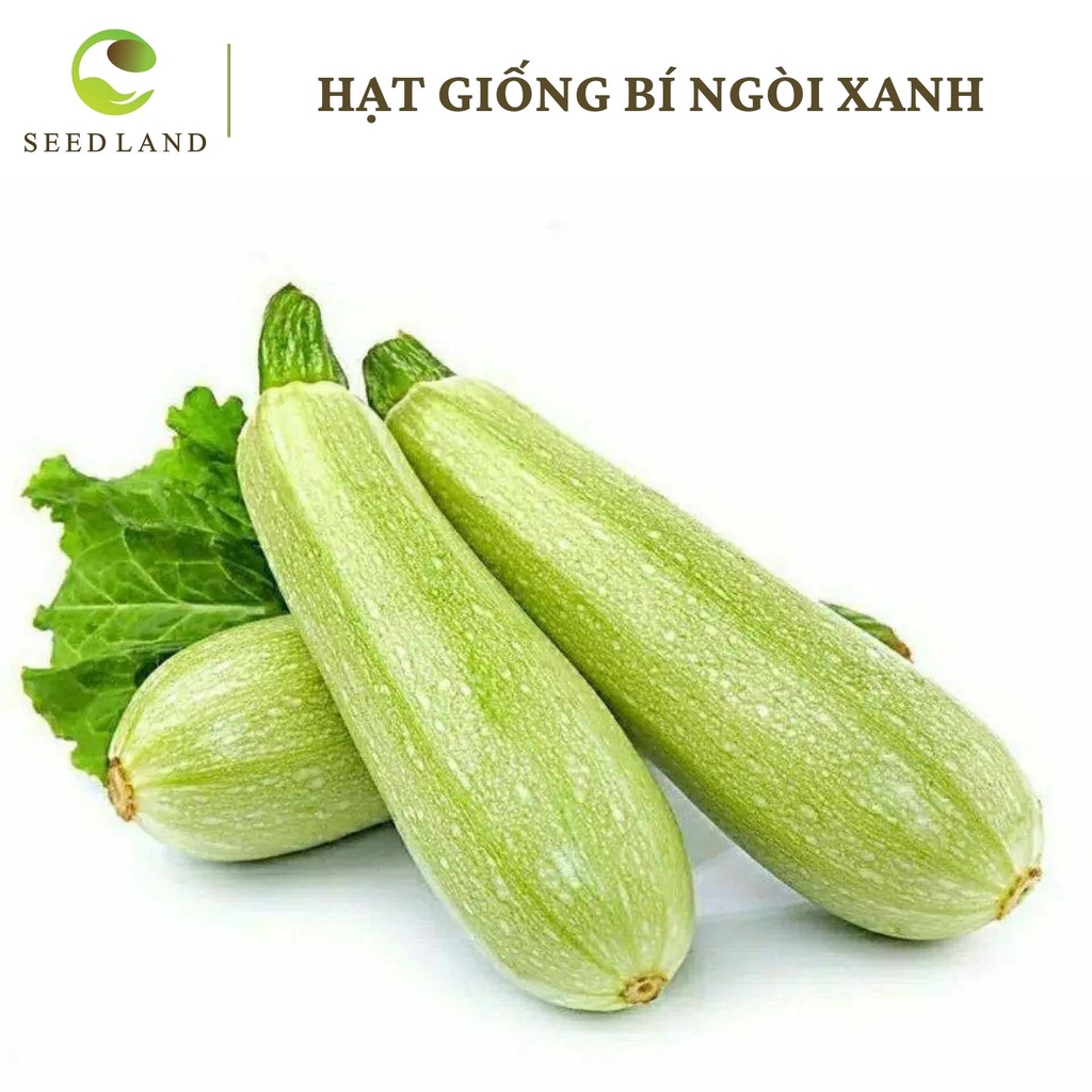 Hạt giống bí ngòi xanh cao sản - 15 hạt, nhiều quả to đều SeedLand