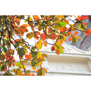 Lá Bàng Khô Cho Cá Cảnh