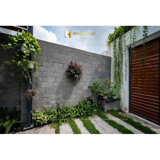 Cây 🌲 Cúc Tầng Ấn Độ