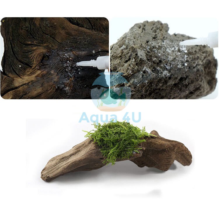Keo dán cây thủy sinh , chuyên dán rêu, ráy cây thuỷ sinh