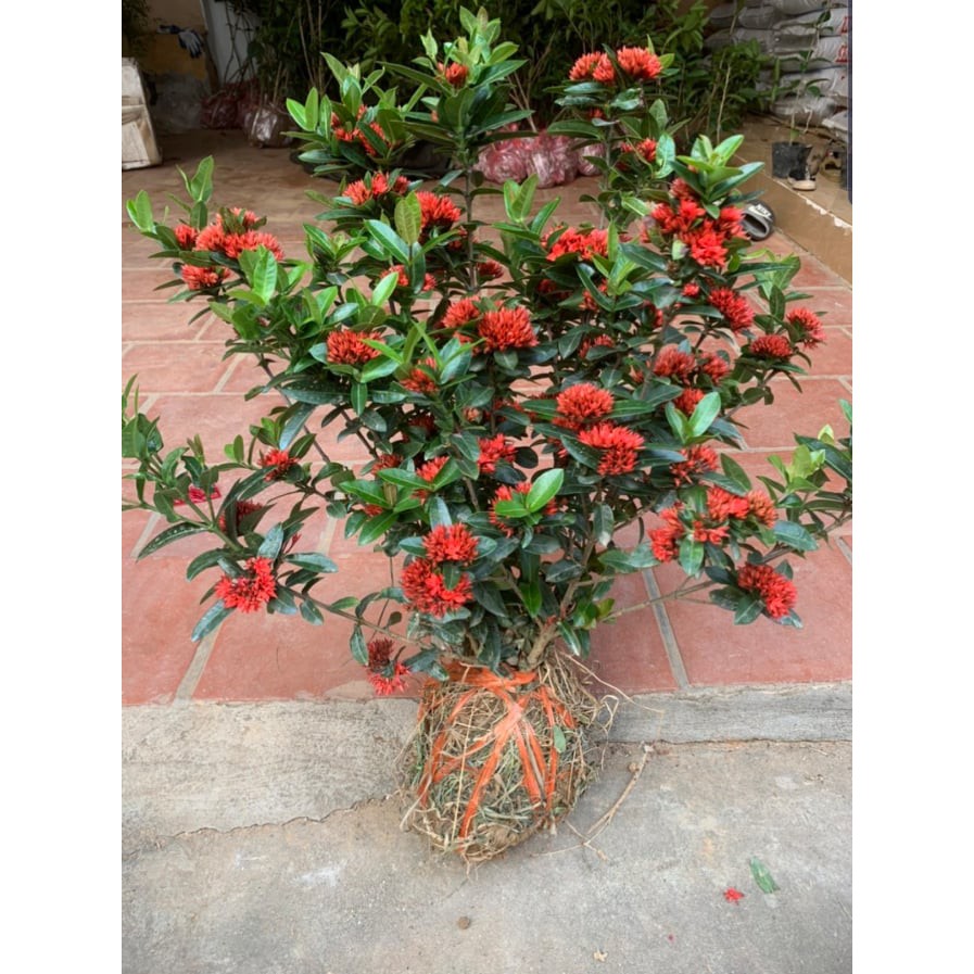 Mẫu đơn Bỉ đỏ - Cây cảnh sân vườn - trồng hàng rào, trang trí cảnh quan, lối đi - hoa nở đẹp.