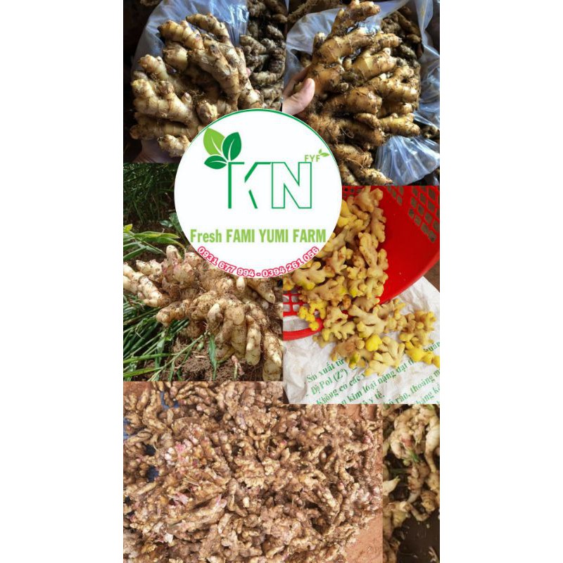 100g gừng sẻ củ nhỏ siêu cay Dak Lak